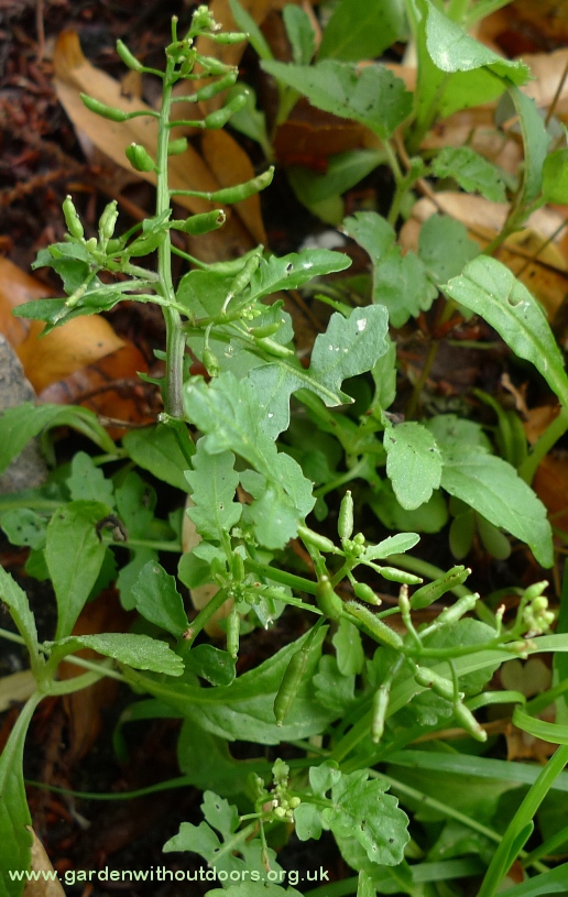 marsh yellow-cress