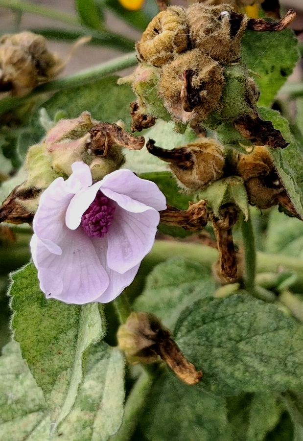 marsh mallow
