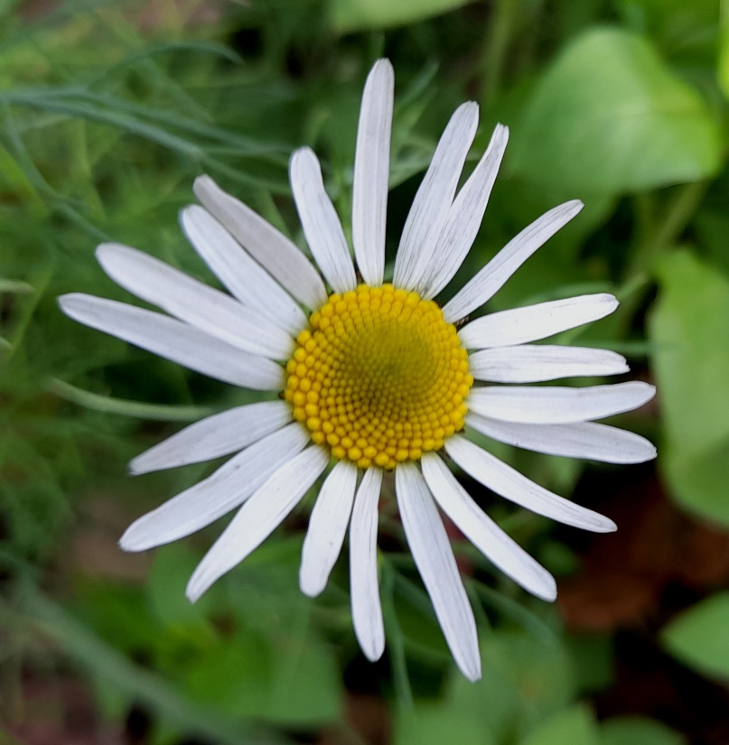 mayweed