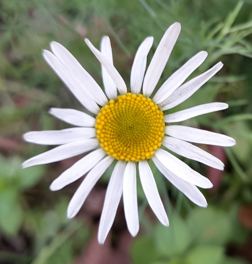 mayweed