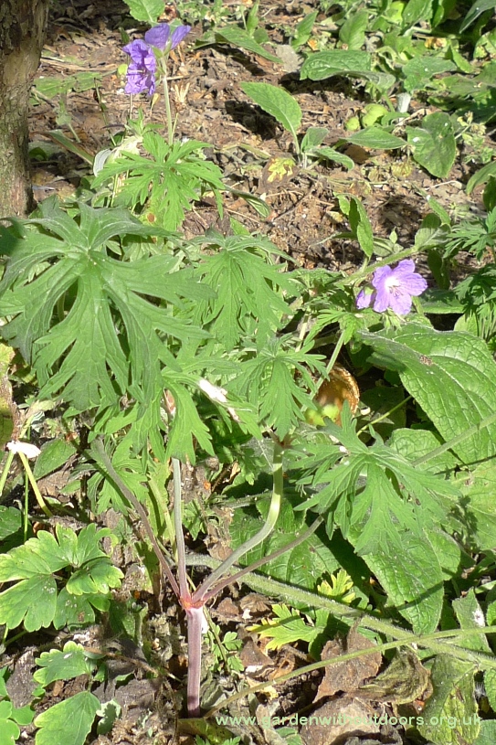 meadow cranesbill