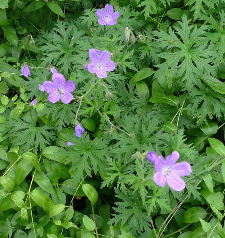 meadow cranesbill
