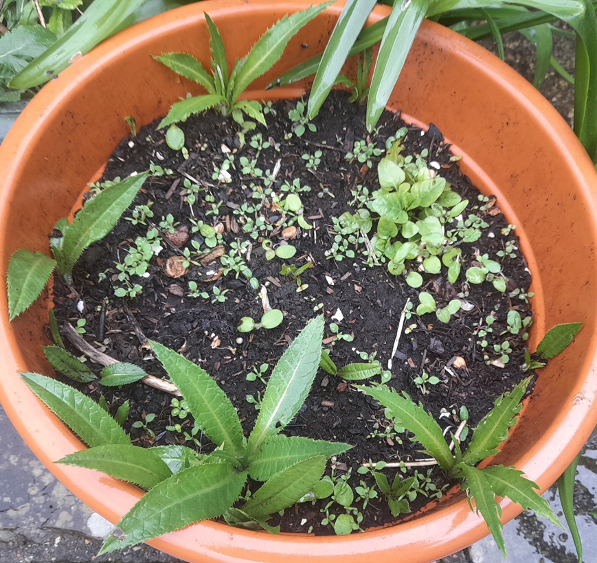 melancholy thistle Cirsium heterophyllum