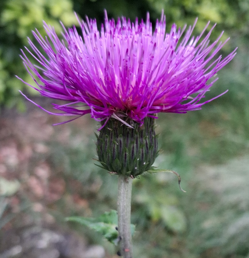 melancholy thistle