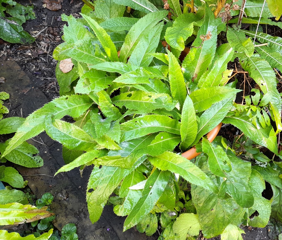 melancholy thistle cirsium hetero phyllum