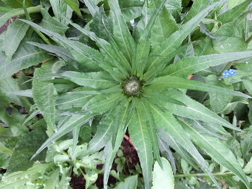 melancholy thistle bud