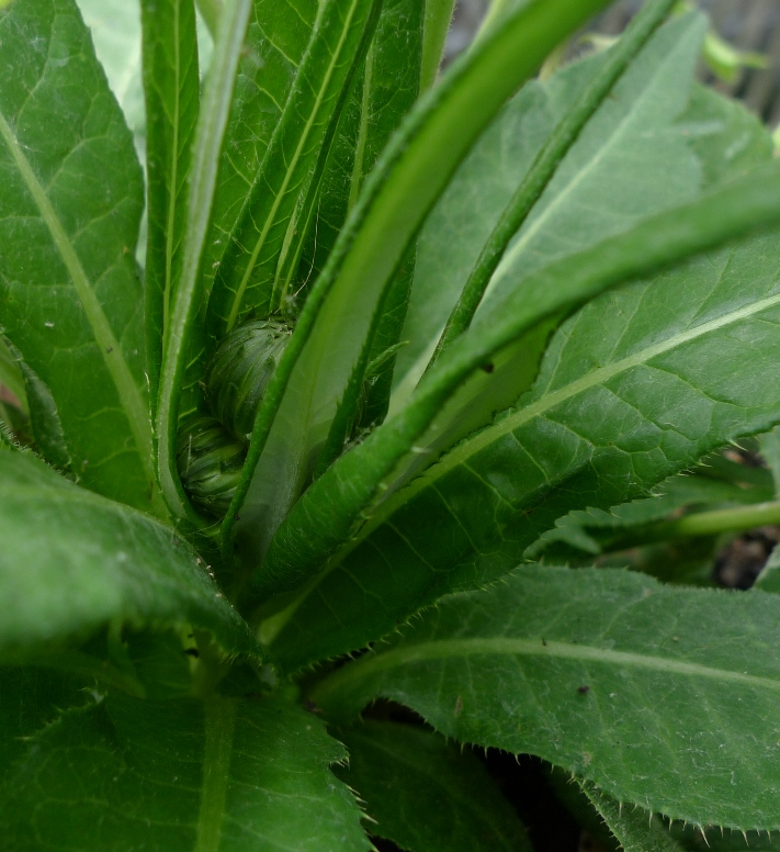 melancholy thistle buds