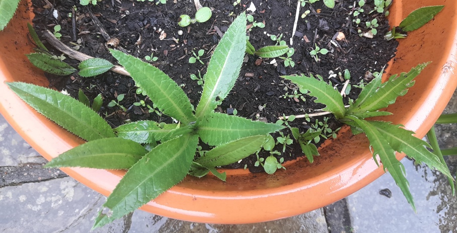 Cirsium heterophyllum melancholy thistle