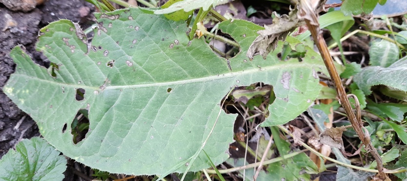 melancholy thistle leaf