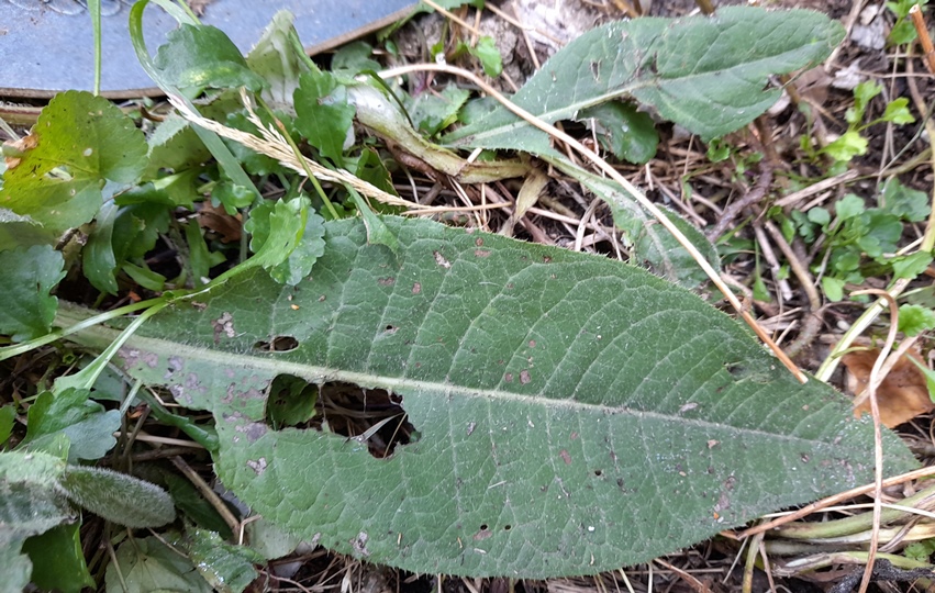 melancholy thistle leaves
