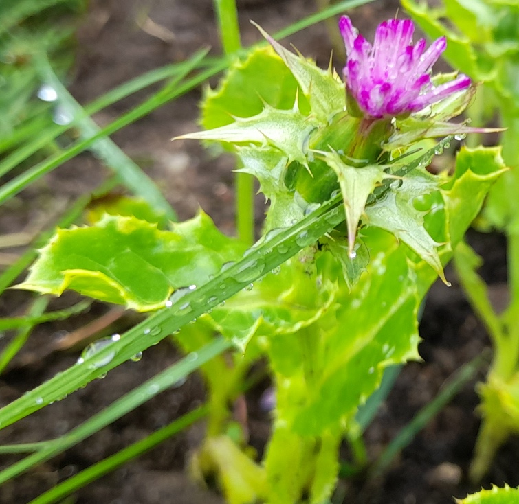 milk thistle silybum marianum
