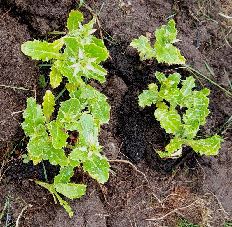 milk thistle seedlings Silybum marianum