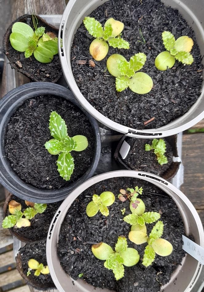 milk thistle seedlings