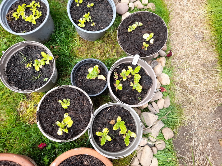 milk thistle seedlings