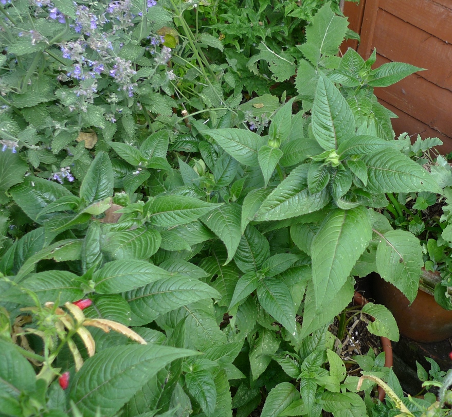 monarda Cambridge Scarlet