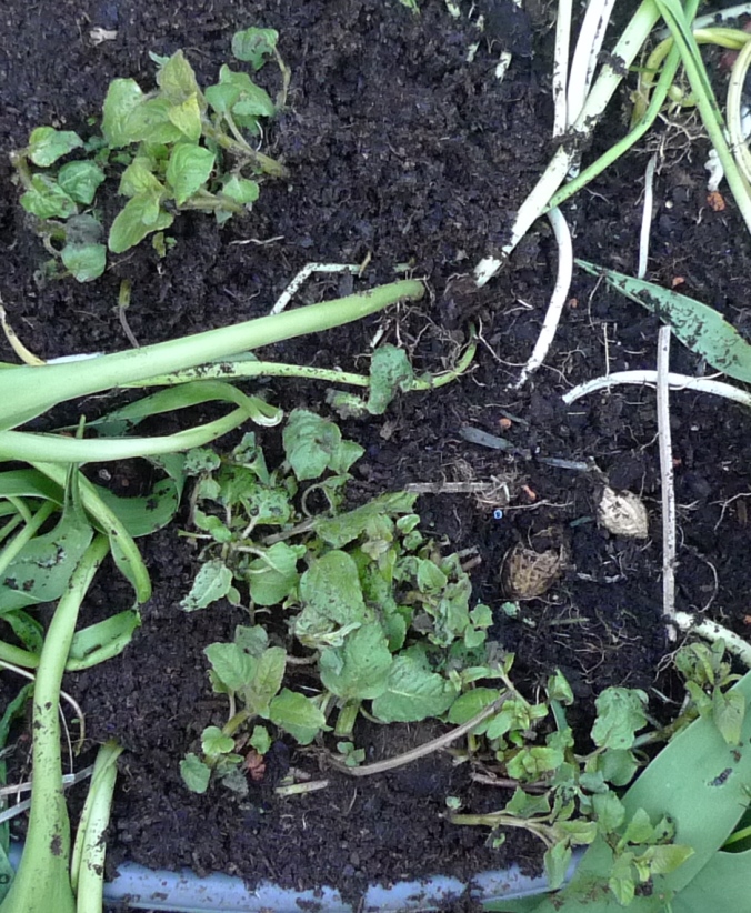 monarda Cambridge Scarlet