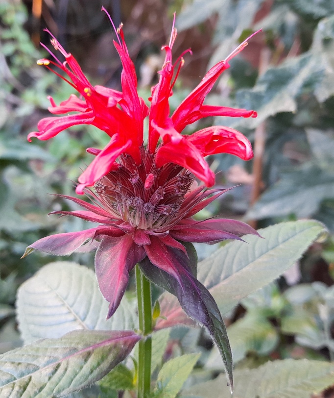 monarda Cambridge Scarlet