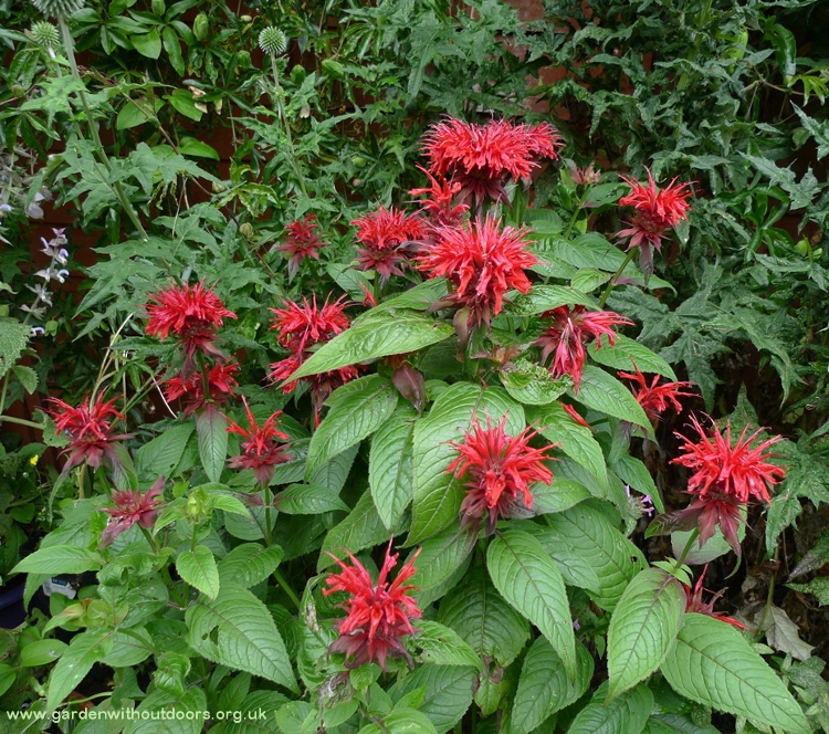 monarda Cambridge Scarlet