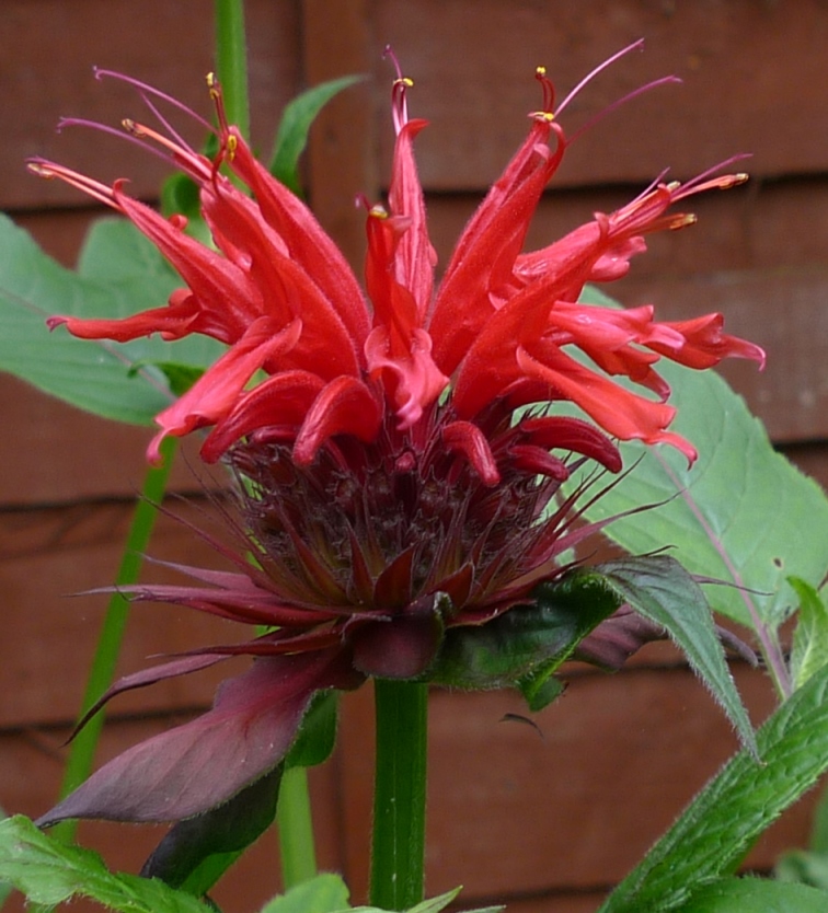 monarda cambridge scarlet