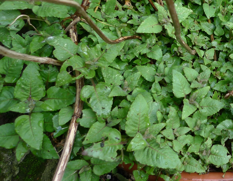 monarda Cambridge Scarlet
