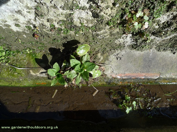 monkeyflower environment