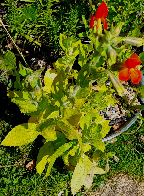 scarlet monkey flower Mimulus cardinalis