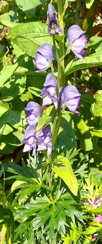 monkshood