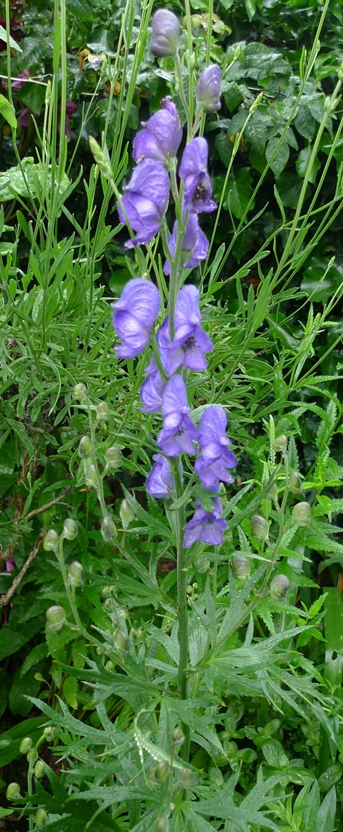 monkshood