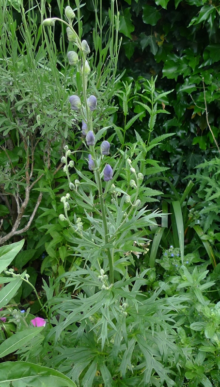 monkshood buds