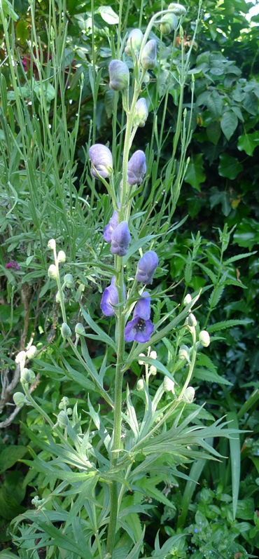 monkshood