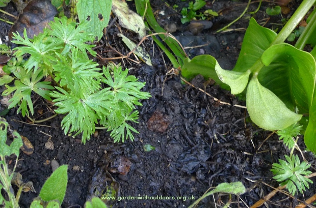 monkshood new shoots