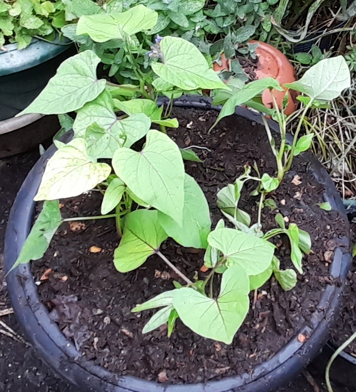 morning glory Heavenly Blue