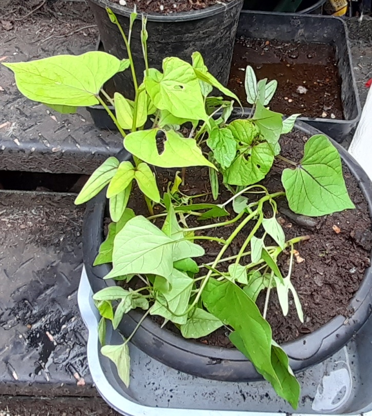 morning glory Heavenly Blue