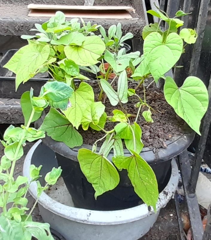 morning glory Heavenly Blue
