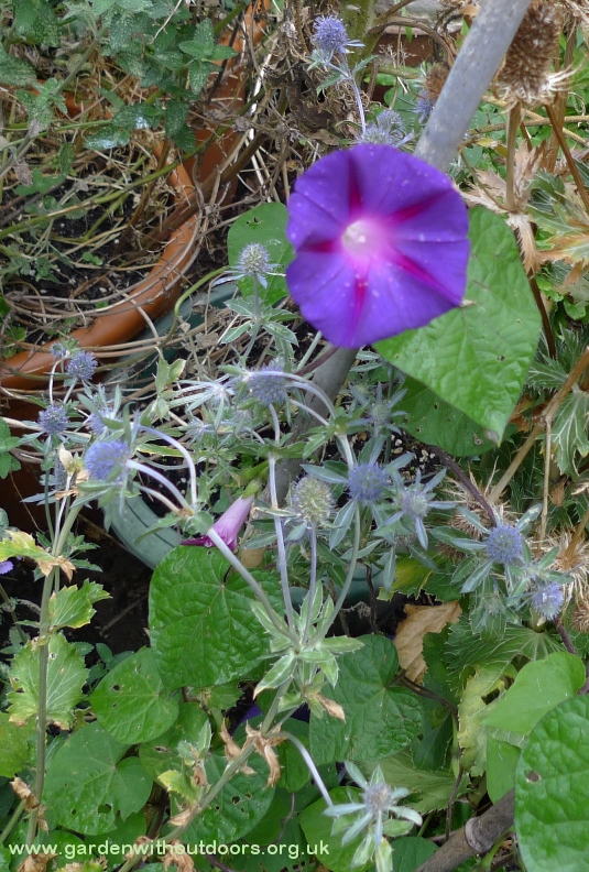 morning glory and sea holly