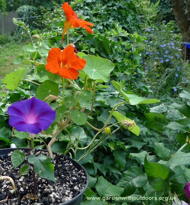 nasturtium morning glory chicory