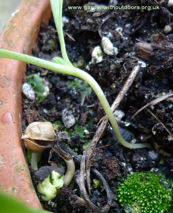 morning glory seedling