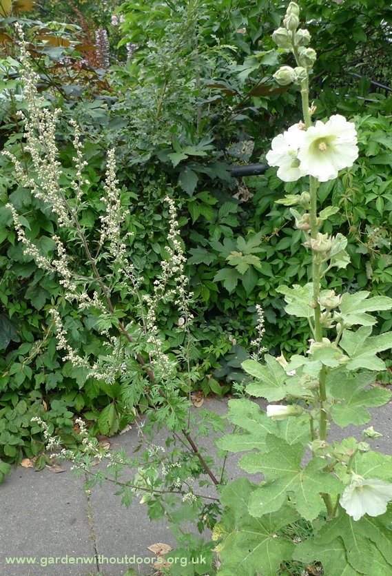 mugwort hollyhocks