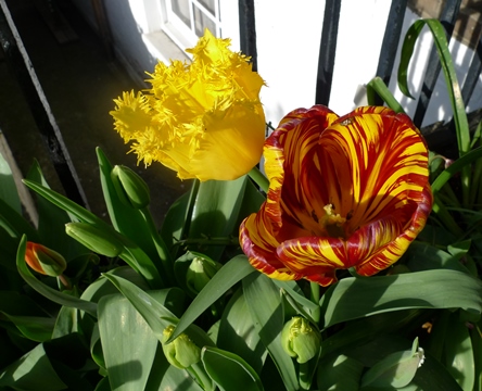 tulip