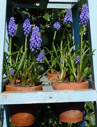 muscari