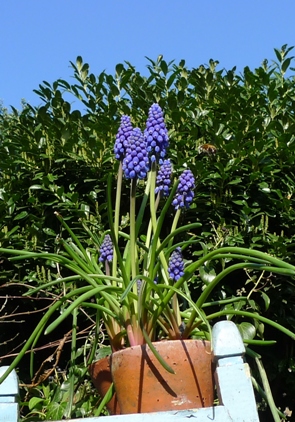 muscari