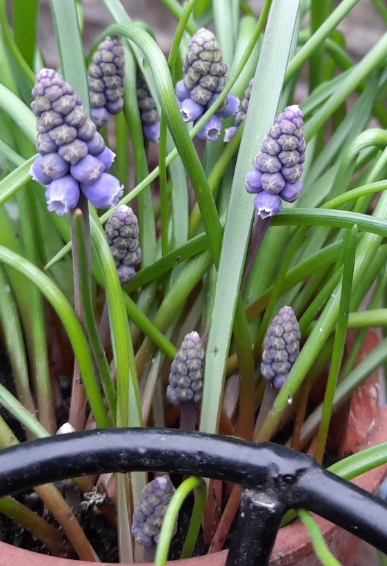 muscari