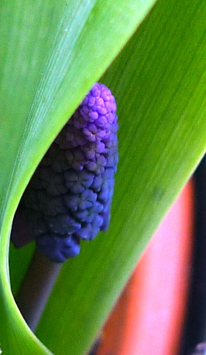 muscari latifolium