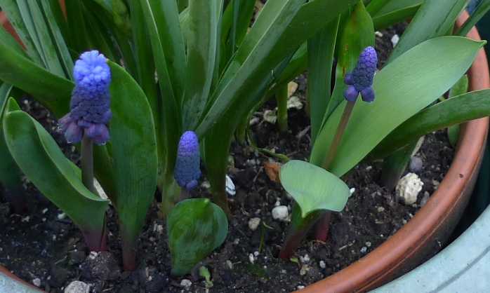 muscari latifolium
