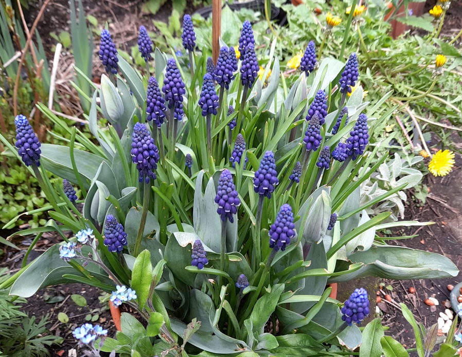muscari