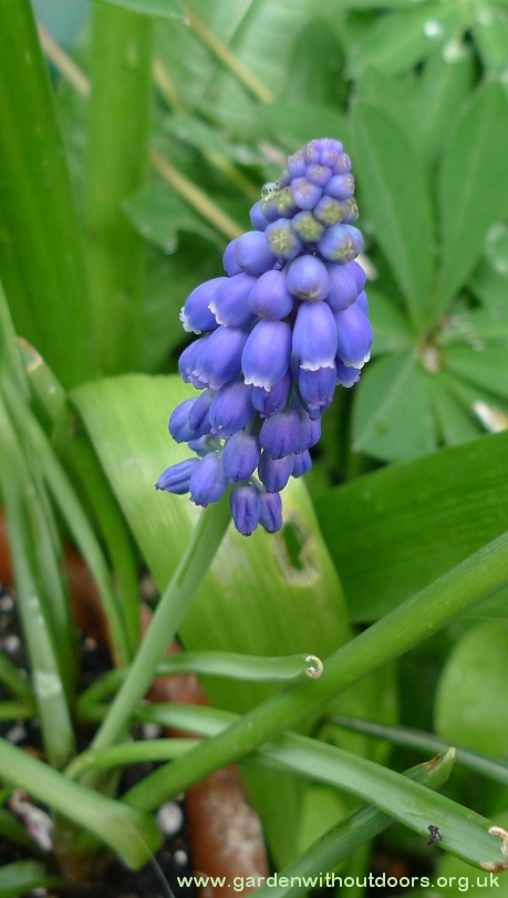 muscari