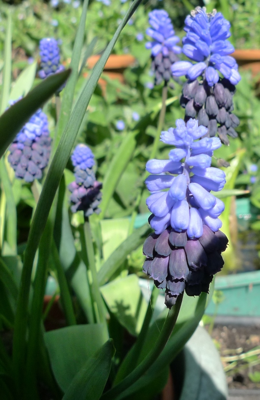 muscari latifolium