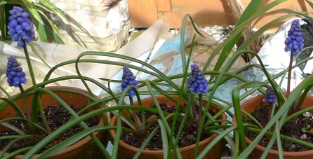 muscari