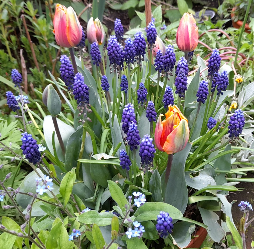 muscari and tulips