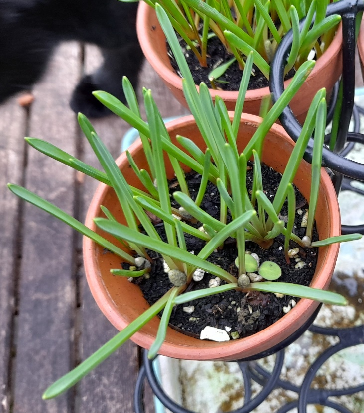muscari buds